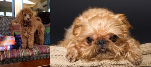 Miniature Poodle vs Brug - Breed Comparison