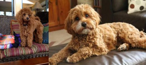 Miniature Poodle vs Cavapoo - Breed Comparison