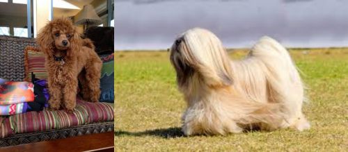 Miniature Poodle vs Lhasa Apso - Breed Comparison