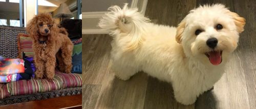 Miniature Poodle vs Maltipoo - Breed Comparison