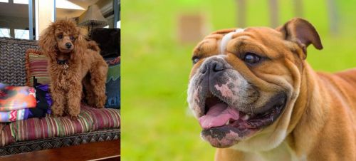 Miniature Poodle vs Miniature English Bulldog - Breed Comparison