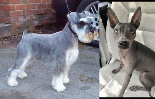 Miniature Schnauzer vs American Hairless Terrier - Breed Comparison