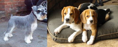 Miniature Schnauzer vs Beagle - Breed Comparison
