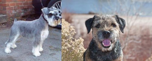 Miniature Schnauzer vs Border Terrier - Breed Comparison