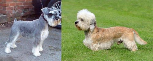 Miniature Schnauzer vs Dandie Dinmont Terrier - Breed Comparison