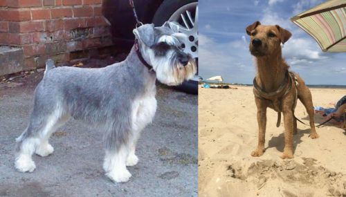 Miniature Schnauzer vs Fell Terrier - Breed Comparison