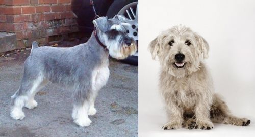 Miniature Schnauzer vs Glen of Imaal Terrier - Breed Comparison