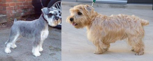 Miniature Schnauzer vs Lucas Terrier - Breed Comparison