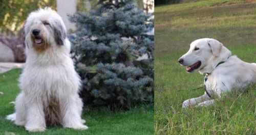 Mioritic Sheepdog vs Akbash Dog - Breed Comparison
