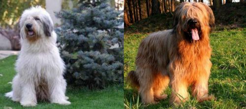 Mioritic Sheepdog vs Briard - Breed Comparison