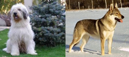 Mioritic Sheepdog vs Czechoslovakian Wolfdog - Breed Comparison