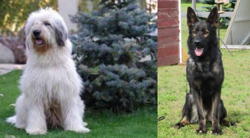 Mioritic Sheepdog vs East German Shepherd - Breed Comparison