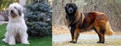Mioritic Sheepdog vs Estrela Mountain Dog - Breed Comparison