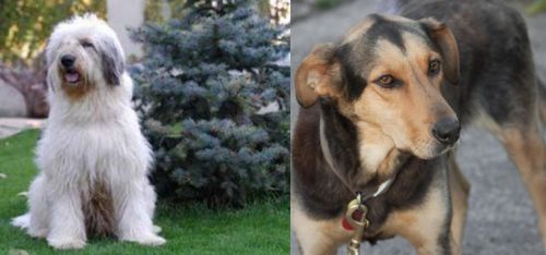 Mioritic Sheepdog vs Huntaway - Breed Comparison