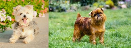 Morkie vs Brussels Griffon - Breed Comparison