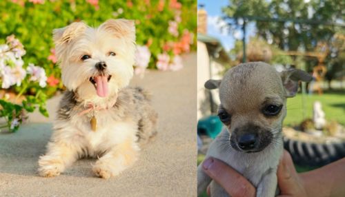 Morkie vs Chihuahua - Breed Comparison