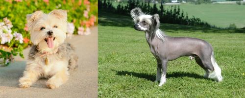 Morkie vs Chinese Crested Dog