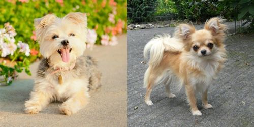 Morkie vs Long Haired Chihuahua - Breed Comparison