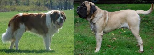 Moscow Watchdog vs English Mastiff - Breed Comparison