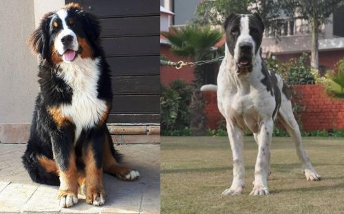 Mountain Burmese vs Alangu Mastiff - Breed Comparison