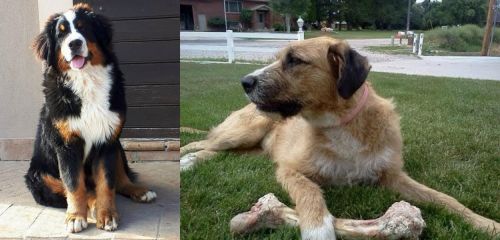 Mountain Burmese vs Irish Mastiff Hound - Breed Comparison