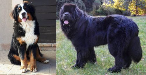 Mountain Burmese vs Newfoundland Dog - Breed Comparison