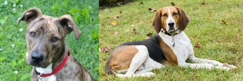Mountain Cur vs American English Coonhound - Breed Comparison