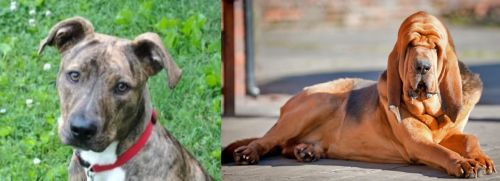 Mountain Cur vs Bloodhound - Breed Comparison