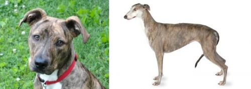 Mountain Cur vs Greyhound - Breed Comparison