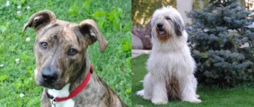 Mountain Cur vs Mioritic Sheepdog - Breed Comparison