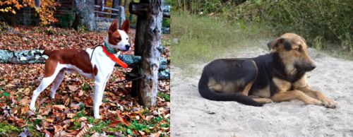 Mountain Feist vs Indian Pariah Dog - Breed Comparison