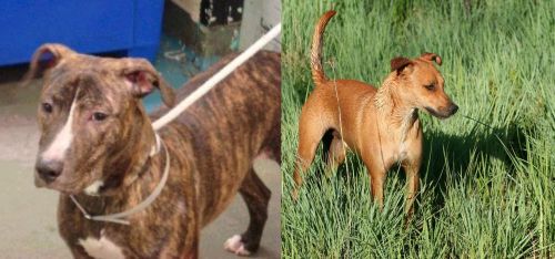 Mountain View Cur vs Africanis - Breed Comparison