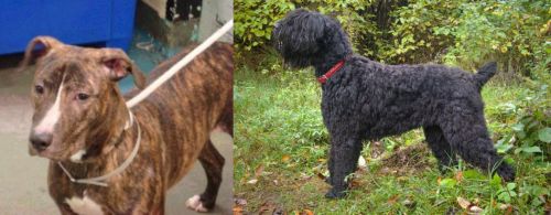 Mountain View Cur vs Black Russian Terrier - Breed Comparison