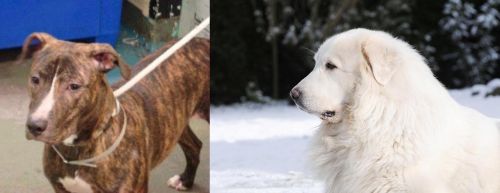Mountain View Cur vs Great Pyrenees - Breed Comparison