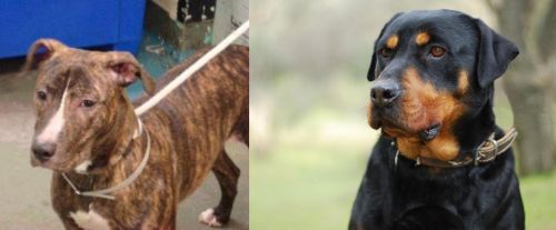 Mountain View Cur vs Rottweiler - Breed Comparison