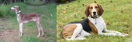 Mudhol Hound vs American English Coonhound - Breed Comparison