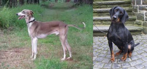Mudhol Hound vs Austrian Black and Tan Hound - Breed Comparison