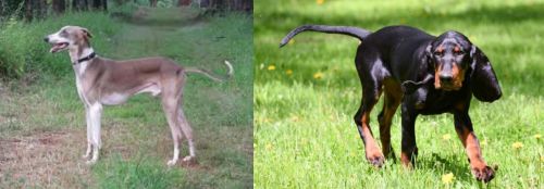 Mudhol Hound vs Black and Tan Coonhound - Breed Comparison