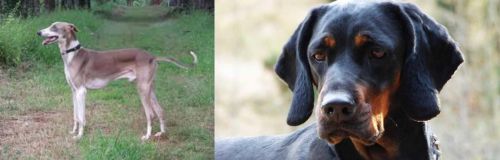 Mudhol Hound vs Polish Hunting Dog - Breed Comparison