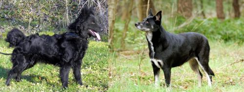 Mudi vs Lapponian Herder - Breed Comparison