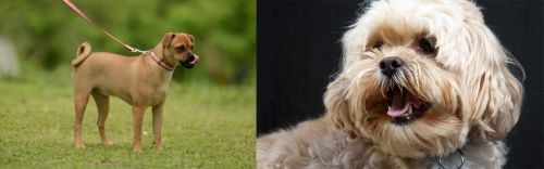 Muggin vs Lhasapoo - Breed Comparison