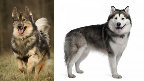Native American Indian Dog vs Alaskan Malamute