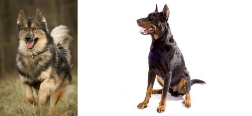 Native American Indian Dog vs Beauceron