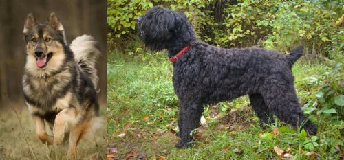Native American Indian Dog vs Black Russian Terrier - Breed Comparison
