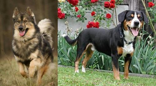 Native American Indian Dog vs Entlebucher Mountain Dog