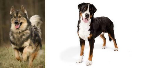 Native American Indian Dog vs Greater Swiss Mountain Dog - Breed Comparison