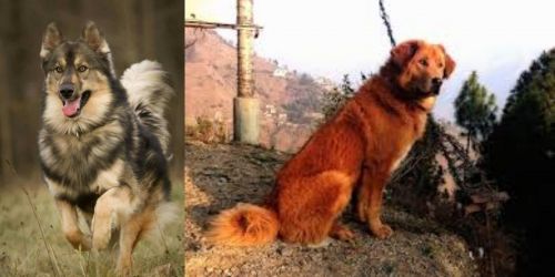 Native American Indian Dog vs Himalayan Sheepdog
