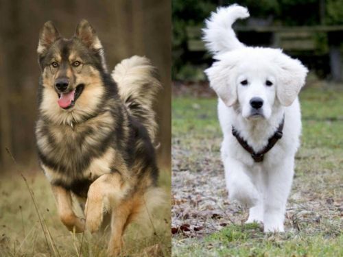 Native American Indian Dog vs Polish Tatra Sheepdog