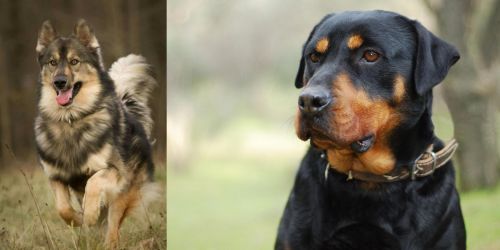Native American Indian Dog vs Rottweiler - Breed Comparison