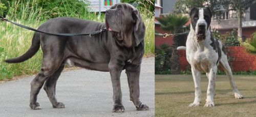Neapolitan Mastiff vs Alangu Mastiff - Breed Comparison